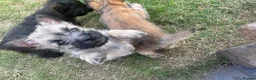 Cairn Terrier dogs for sale: KC Registered Cairn Terrier Pups - Advert 2