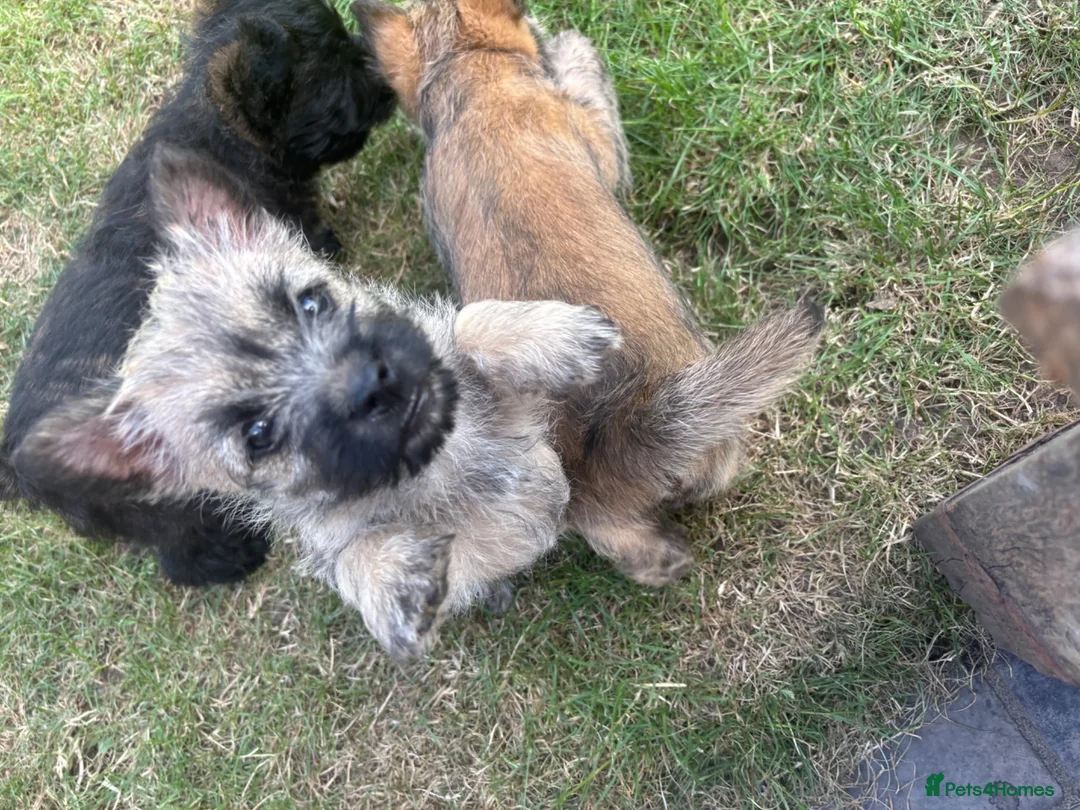 Cairn Terrier dogs for sale: KC Registered Cairn Terrier Pups - Advert 2