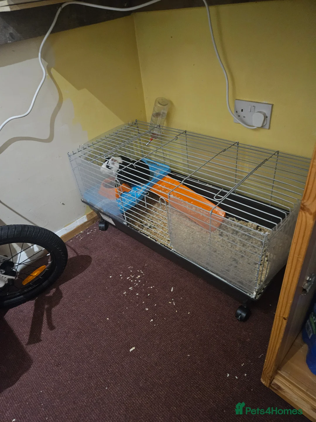 Guinea Pig rodents for sale: 2 male guinea pigs  - Advert 5