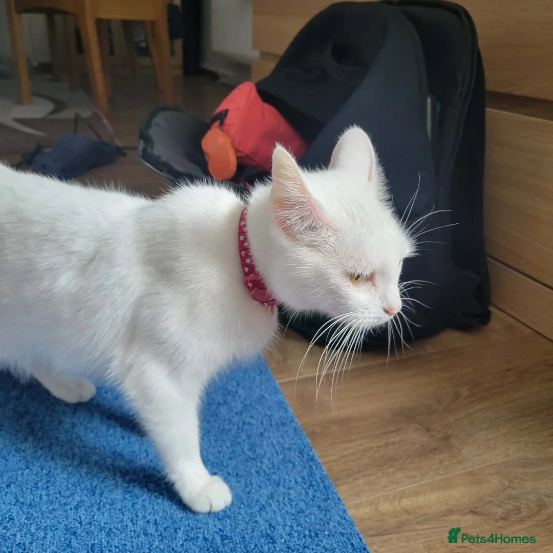 Mixed Breed cats for sale: kittens ,beautiful 6 kittens  in Bridgend - Advert 1
