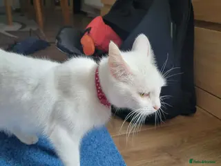 Mixed Breed cats kittens ,beautiful 6 kittens - Advert 11