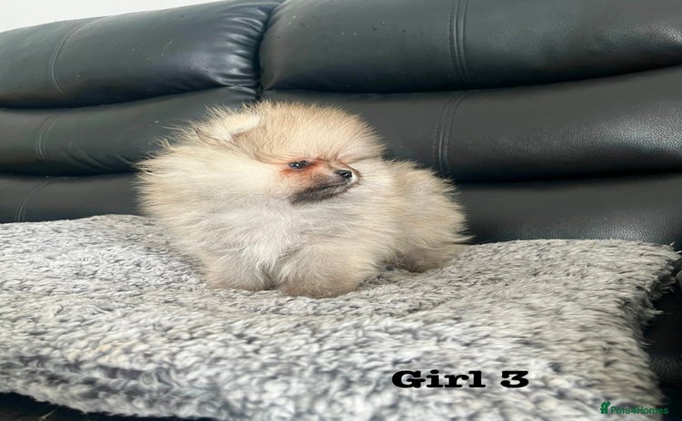 Pomeranian dogs - Advert 3
