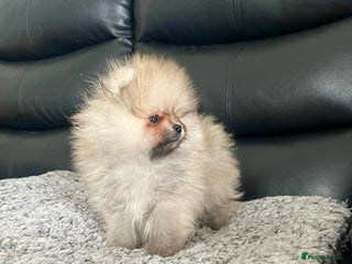 Pomeranian dogs - Advert 3