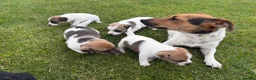 Jack Russell dogs for sale: Jack Russell Puppies  - Advert 1