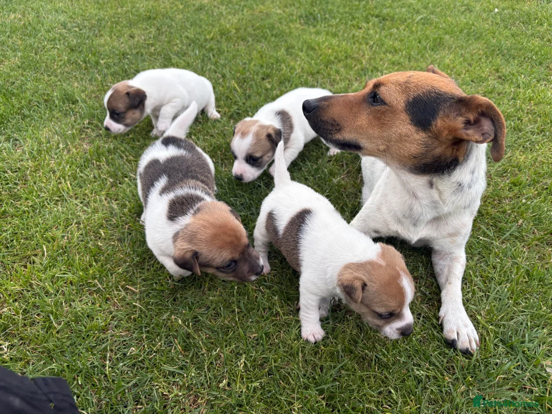 Jack Russell dogs for sale: Jack Russell Puppies  - Advert 1