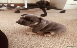 French Bulldog dogs for sale: Stunning French bulldog boy - Image 2