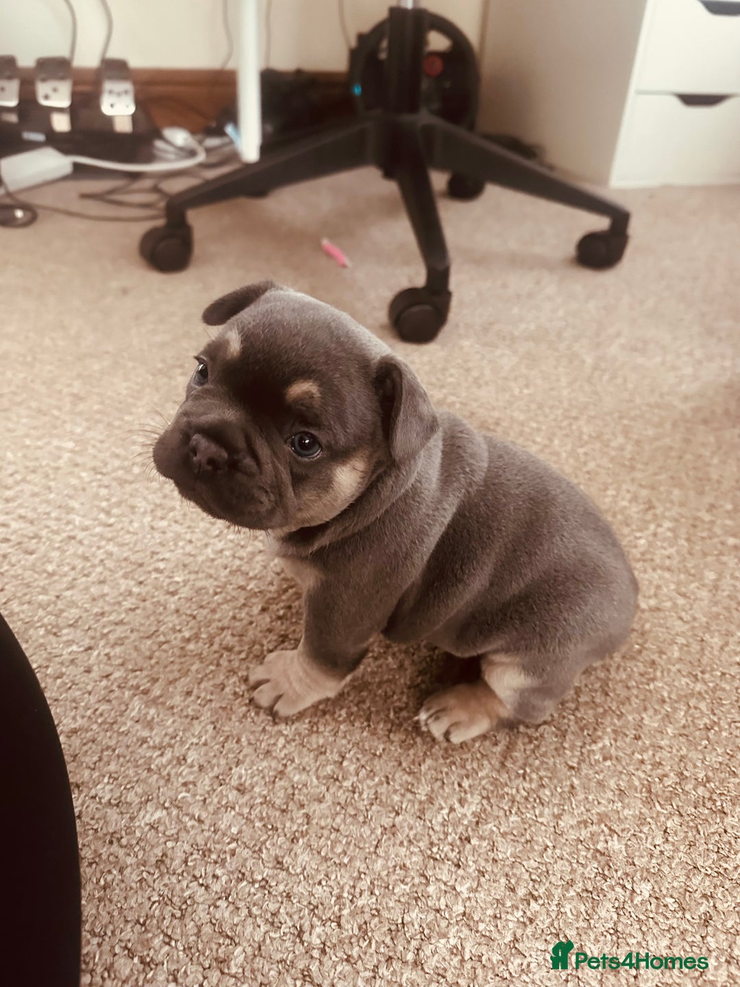 French Bulldog dogs for sale: Stunning French bulldog boy - Image 2