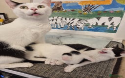Mixed Breed cats for sale: 1 girl left of litter, ready for new home.  - Image 7