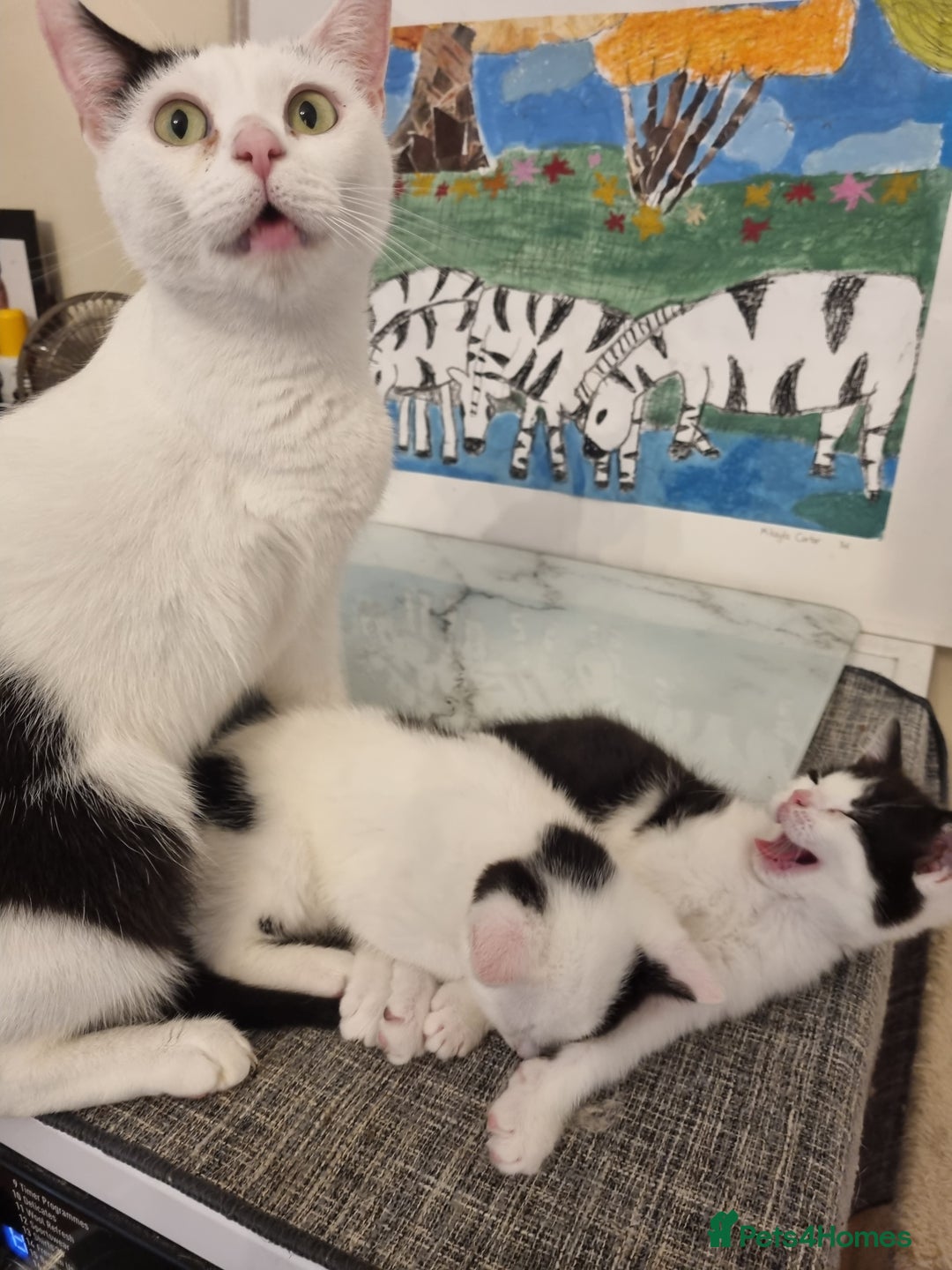 Mixed Breed cats for sale: 1 girl left of litter, ready for new home.  - Image 7