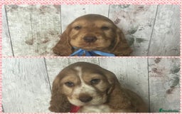 Cocker Spaniel dogs for sale: Adorable Kc reg Cocker pups - Image 5