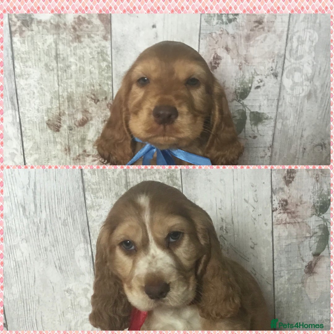 Cocker Spaniel dogs for sale: Adorable Kc reg Cocker pups - Image 5