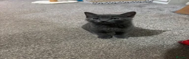 British Shorthair 1