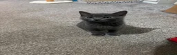 British Shorthair cats for sale: 2 adorable Grey 9 week old male kittens - Advert 3