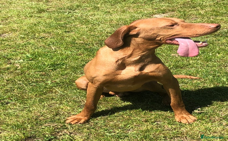 Hungarian Vizsla dogs - Advert 1