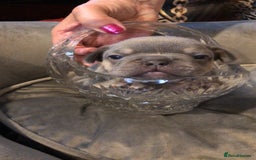 French Bulldog dogs for sale: French Bulldog Puppies - Image 7