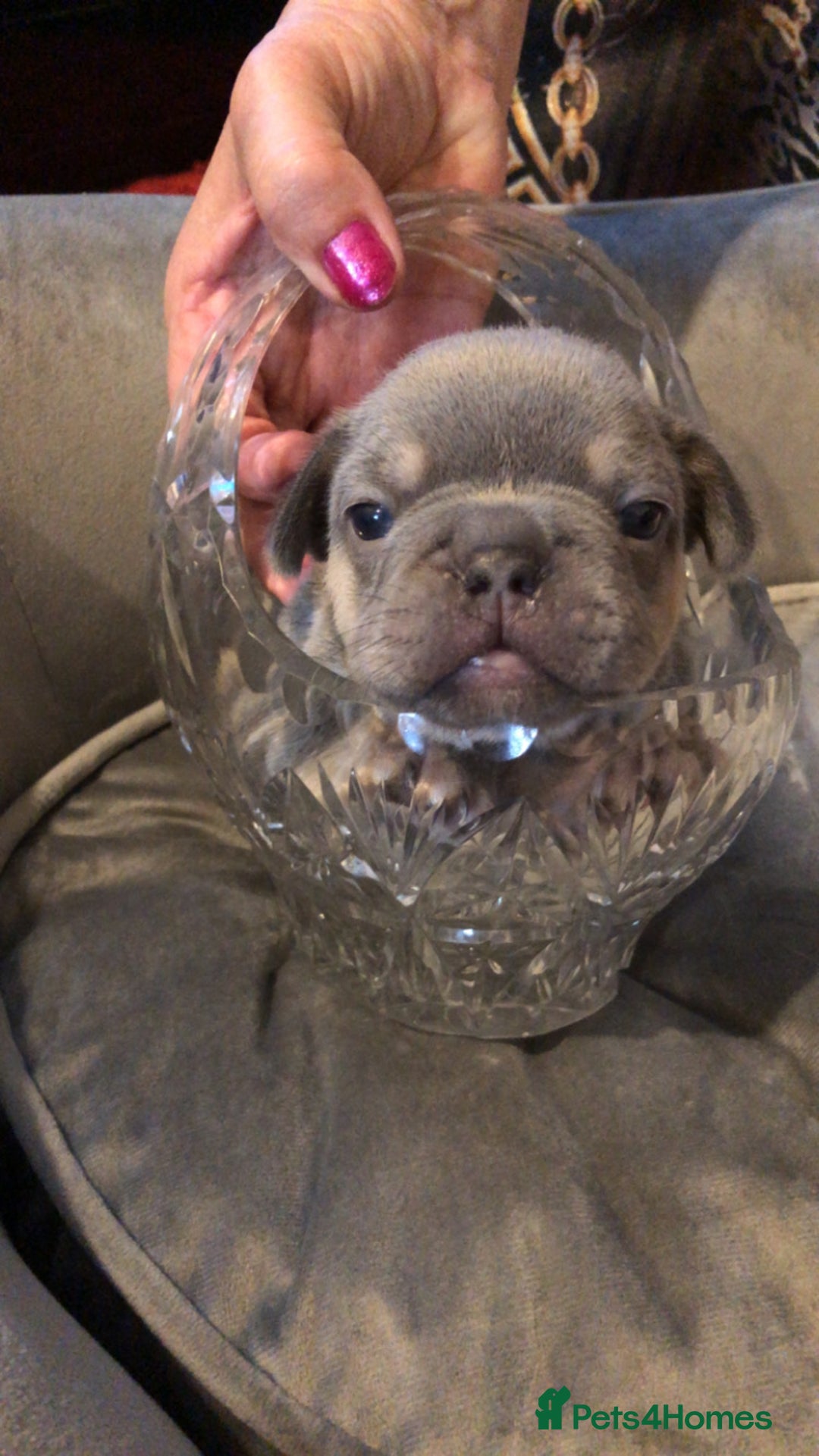 French Bulldog dogs for sale: French Bulldog Puppies - Image 7