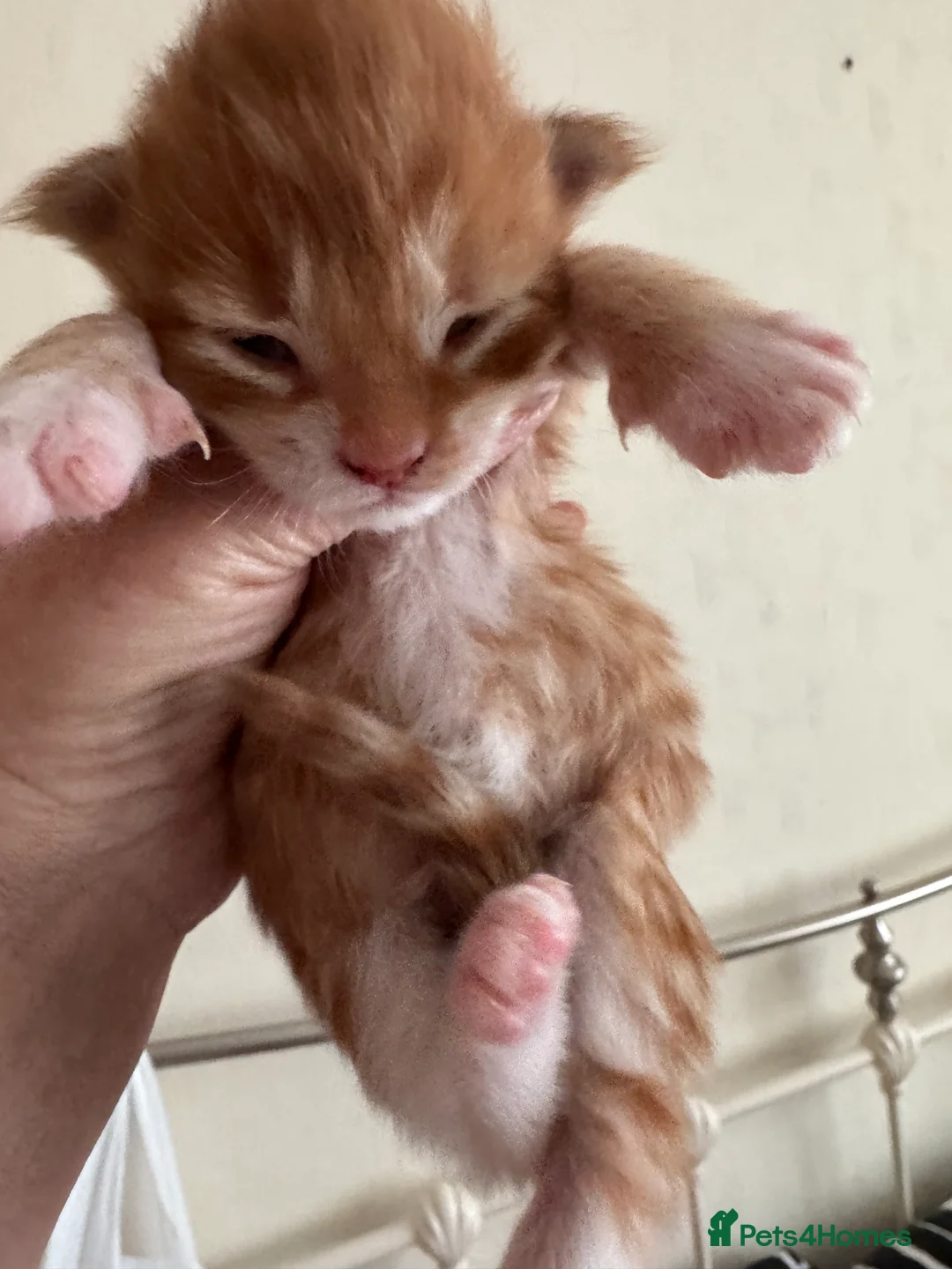 Maine Coon cats for sale: A stunning litter of Maine coon kittens  - Advert 1