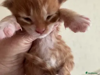 Maine Coon cats A stunning litter of Maine coon kittens - Advert 4