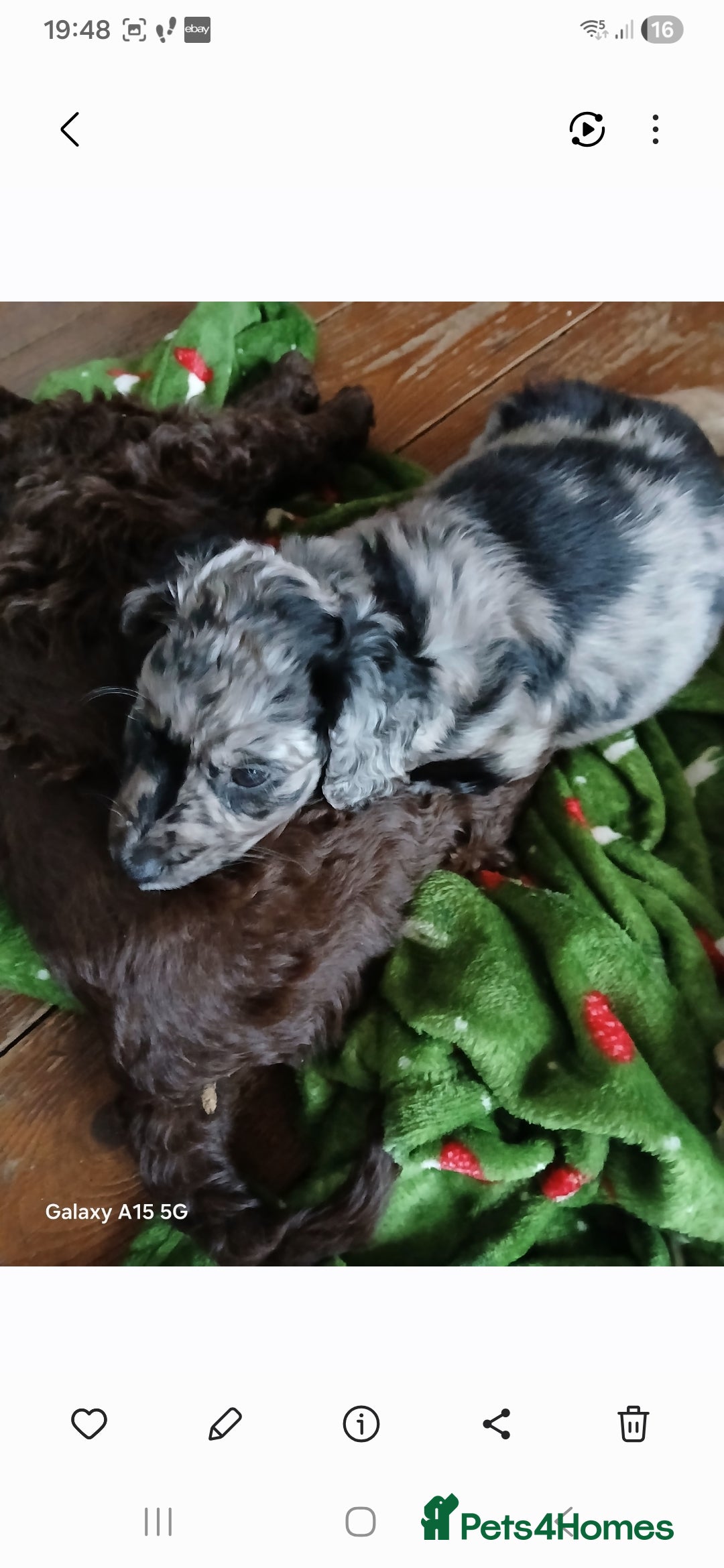 Mixed Breed dogs for sale: 3 beautiful cocker doodles - Advert 4