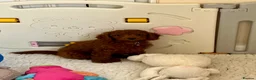 Cavapoo dogs for sale: Outstanding quality, F1b super dark red Cavapoo’s  - Advert 6