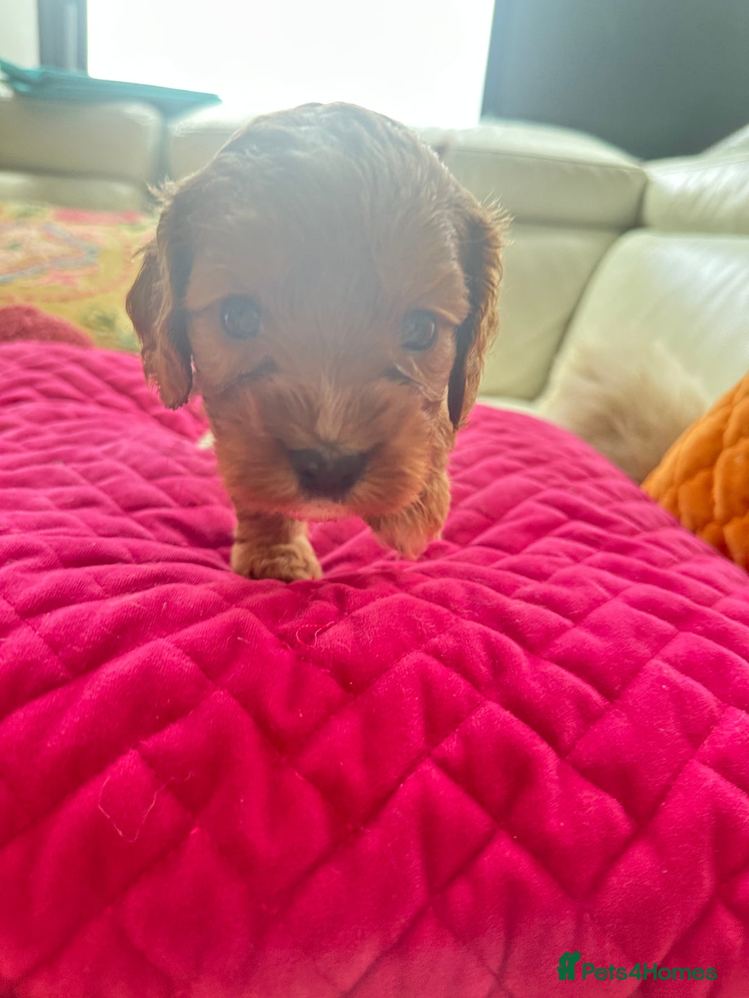 Cavapoo dogs for sale: Black and solid Red Cavapoo therapy pups for sale  - Image 20