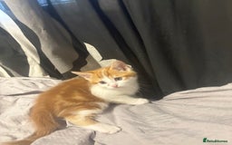 Mixed Breed cats for sale: gorgeous kittens - Image 3