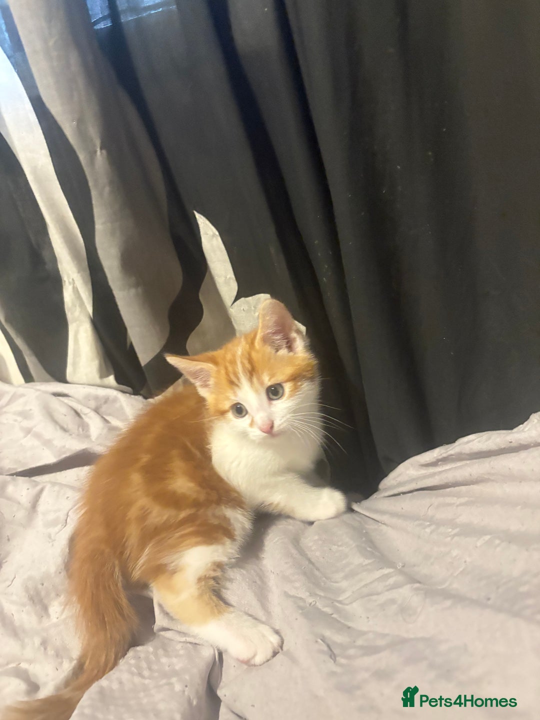 Mixed Breed cats for sale: gorgeous kittens - Image 3