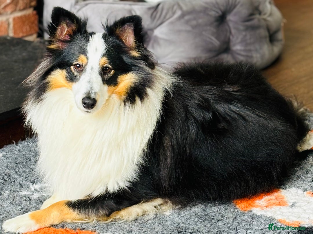 Shetland Sheepdog dogs for sale: Beautiful sable Shetland sheepdog puppies  - Image 8