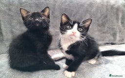 Mixed Breed cats for sale: 3 beautiful tux and black kittens for sale  - Image 15
