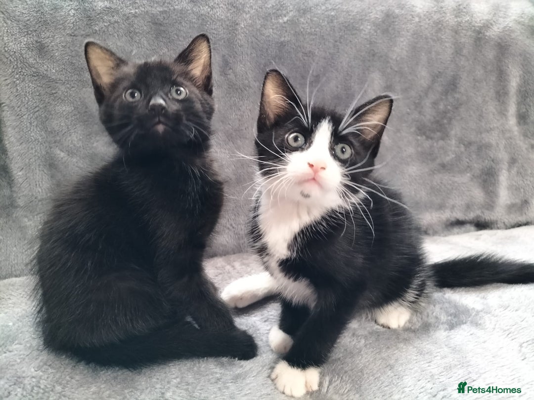 Mixed Breed cats for sale: 3 beautiful tux and black kittens for sale  - Image 15