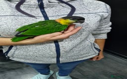 Parrots birds for sale: Hand reared Baby Black Headed Caiques  - Image 4