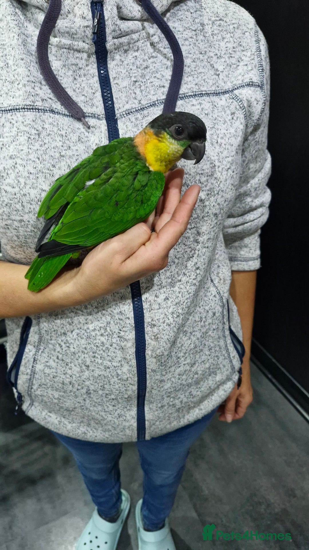 Parrots birds for sale: Hand reared Baby Black Headed Caiques  - Image 4