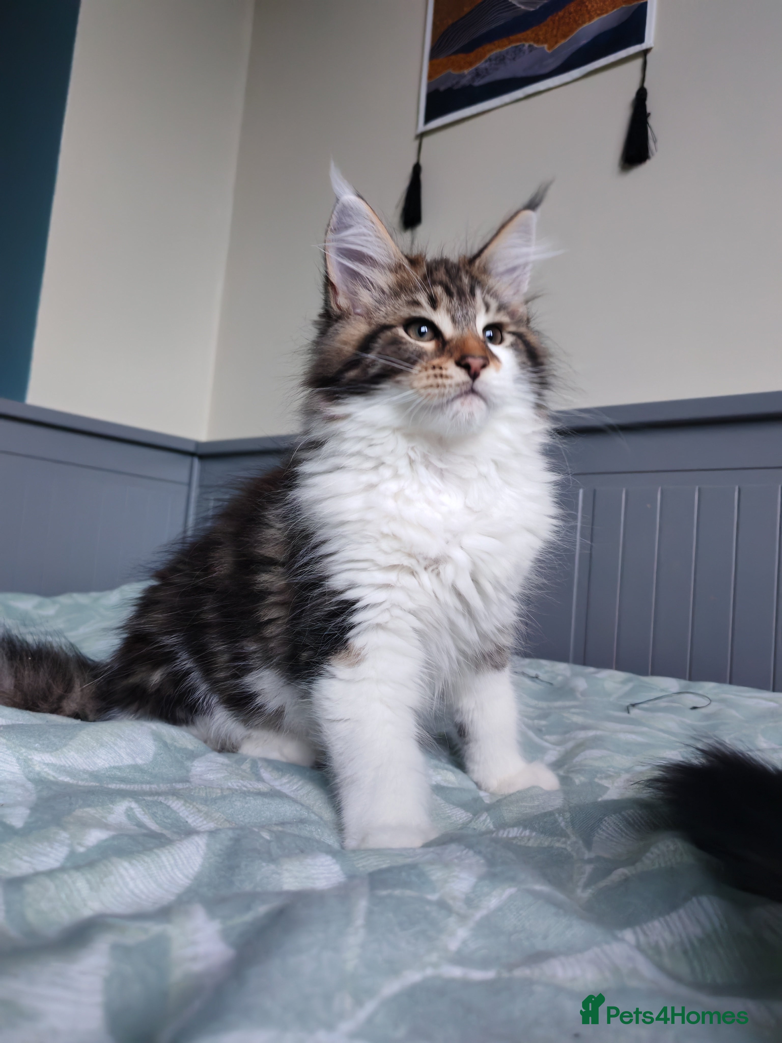 Maine Coon cats Purebred Maine coon 😍😍 - Advert 1