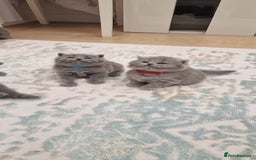British Shorthair cats for sale: 💙British Shorthair and Long.. Blue kittens ❤️💛💚 - Image 22