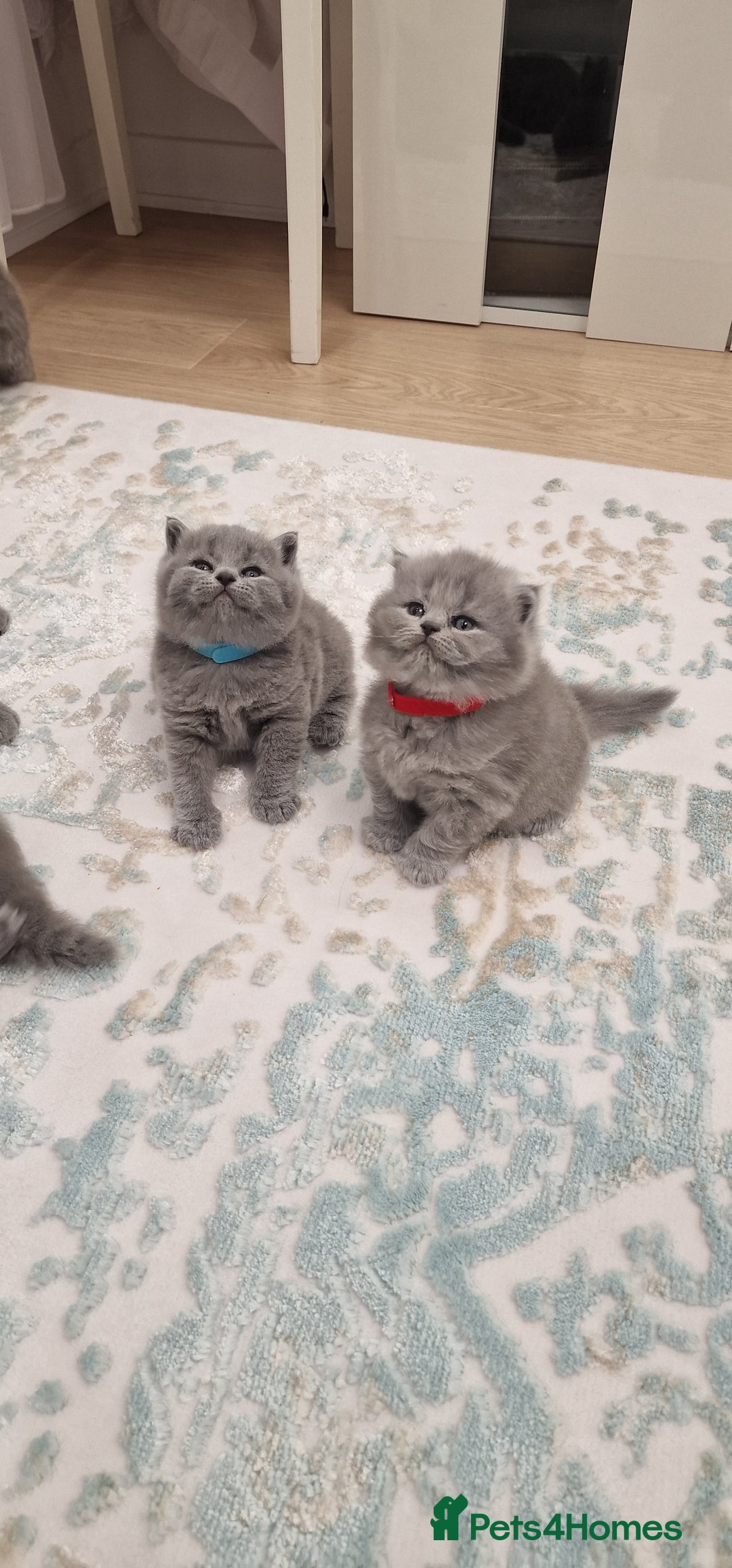 British Shorthair cats for sale: 💙British Shorthair and Long.. Blue kittens ❤️💛💚 - Image 22