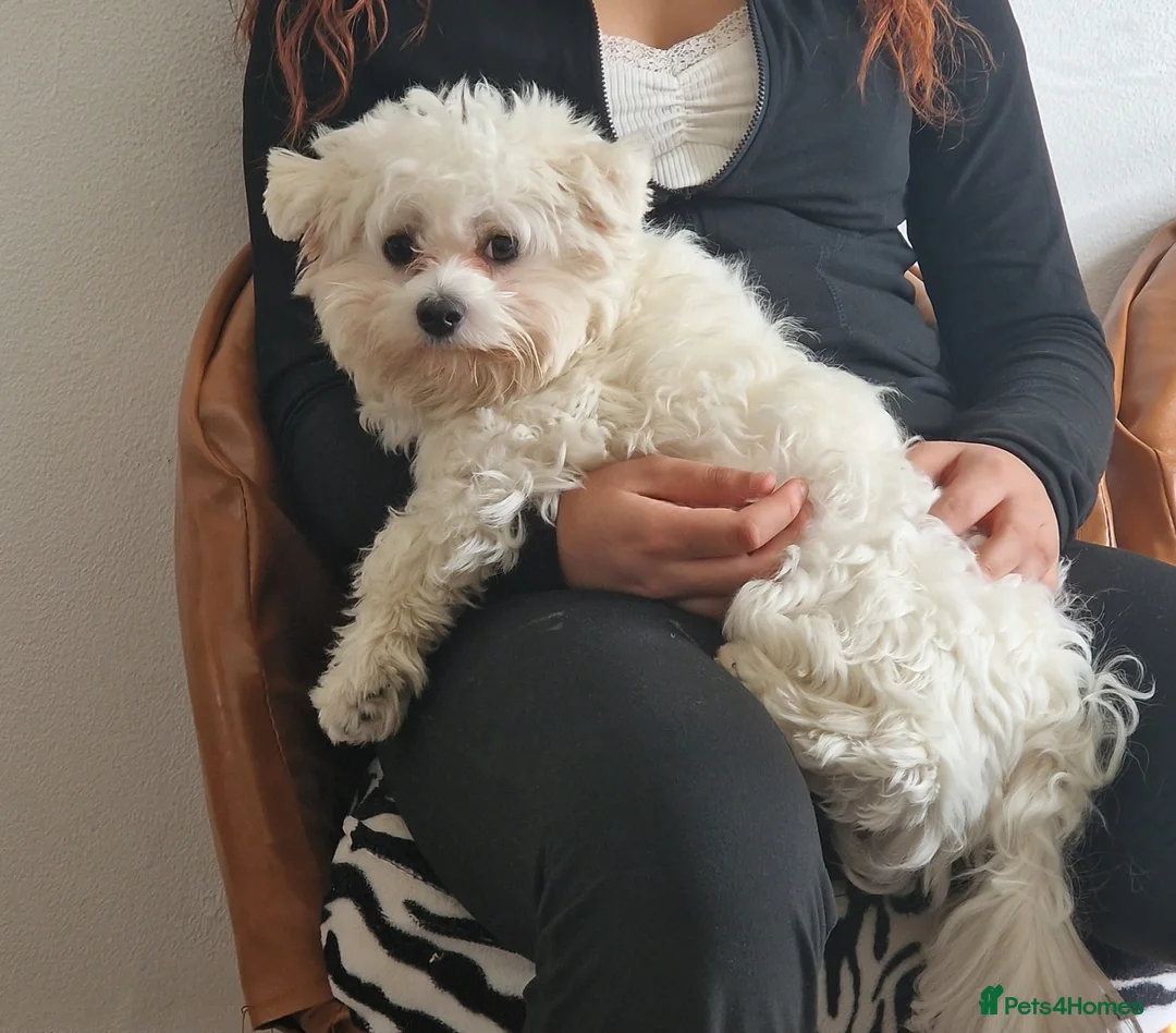 Maltese dogs for sale: Looking for a loving home  - Advert 3