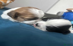 Shihpoo dogs for sale: Shitzu  - Image 11