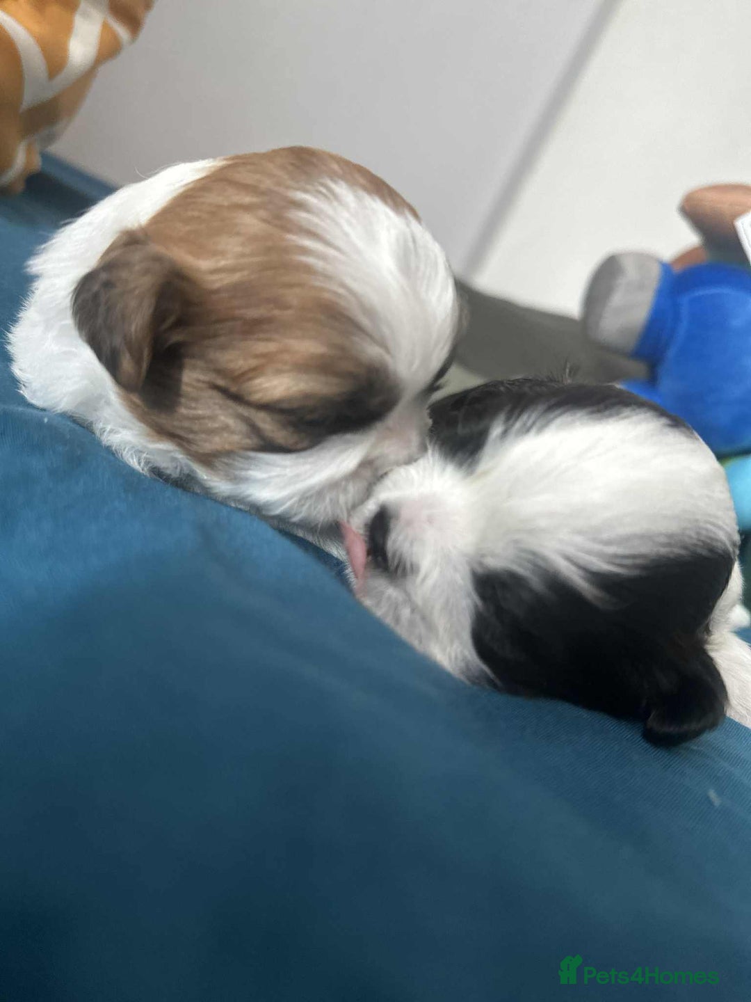 Shihpoo dogs for sale: Shitzu  - Image 11