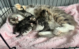 Siberian cats for sale: Four fluffy hyperallergenic kittens - Image 8