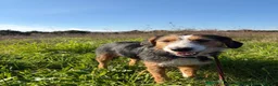 Mixed Breed dogs for sale: Ronnie - currently testing a new home  - Advert 3