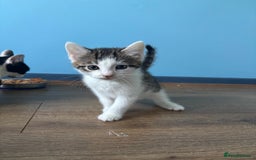 Domestic Shorthair cats for sale: Cute Kittens - Image 6