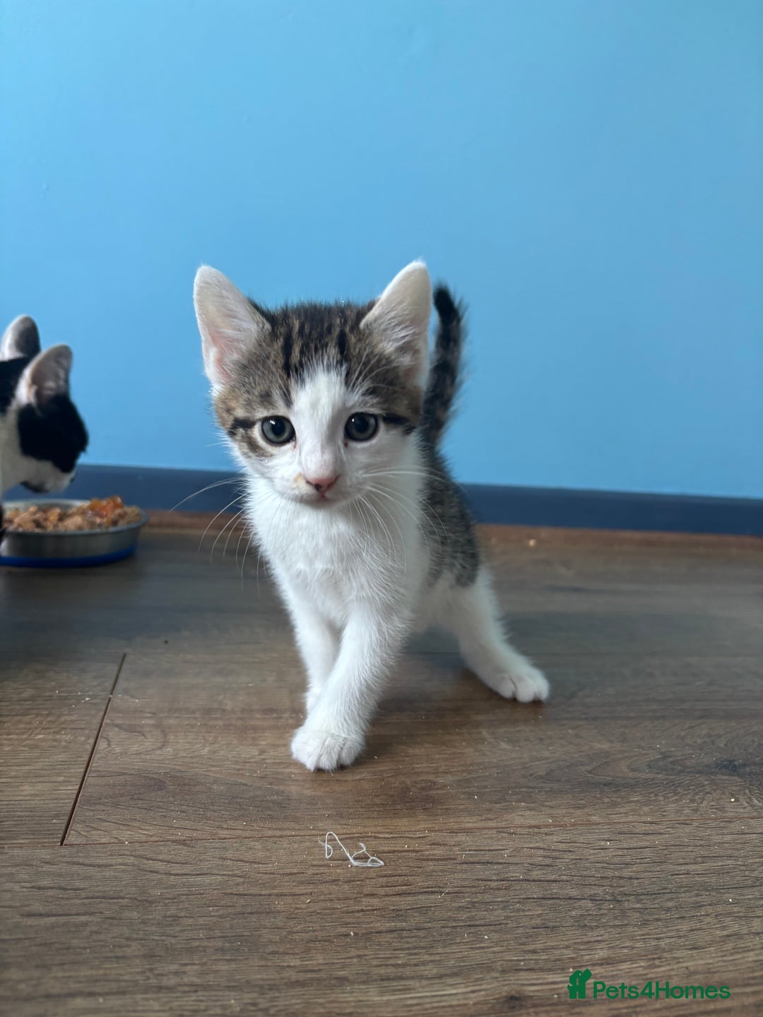 Domestic Shorthair cats for sale: Cute Kittens - Image 6