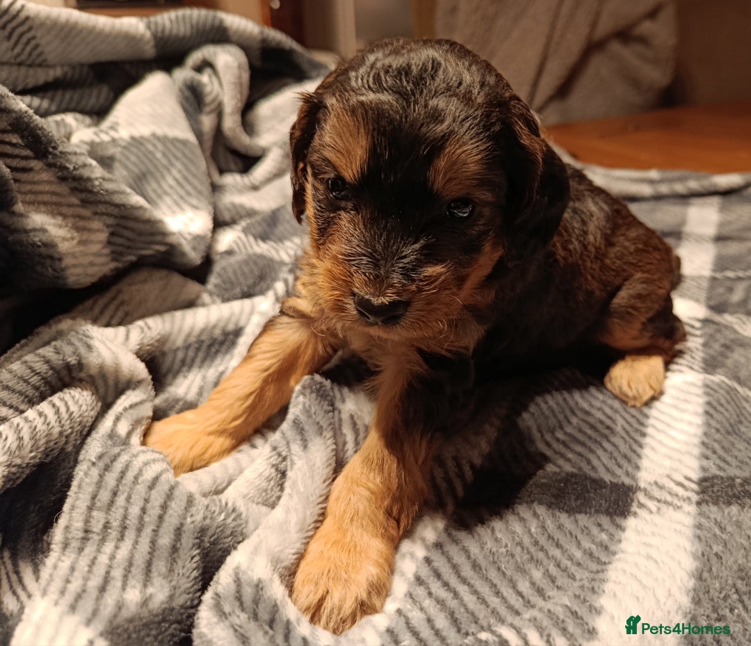 Cockapoo dogs for sale: F1b Cockapoos ** 2 left. - Advert 4