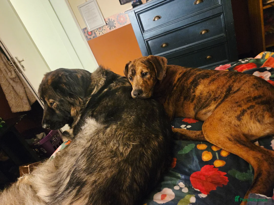 Mixed Breed dogs for sale: Beautiful girl for rehome in Hereford - Advert 6