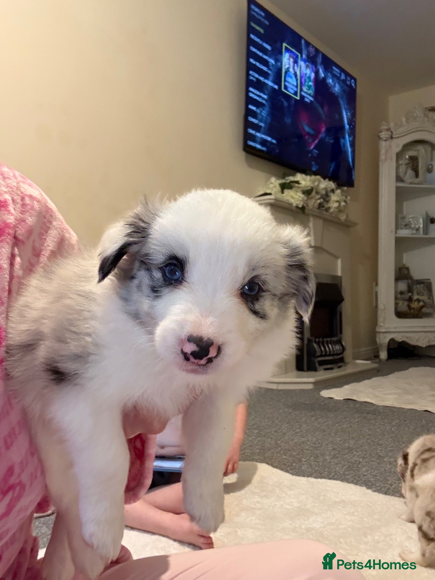 Border Collie dogs  Long coated pure bred collie puppies blue merles  - Advert 2