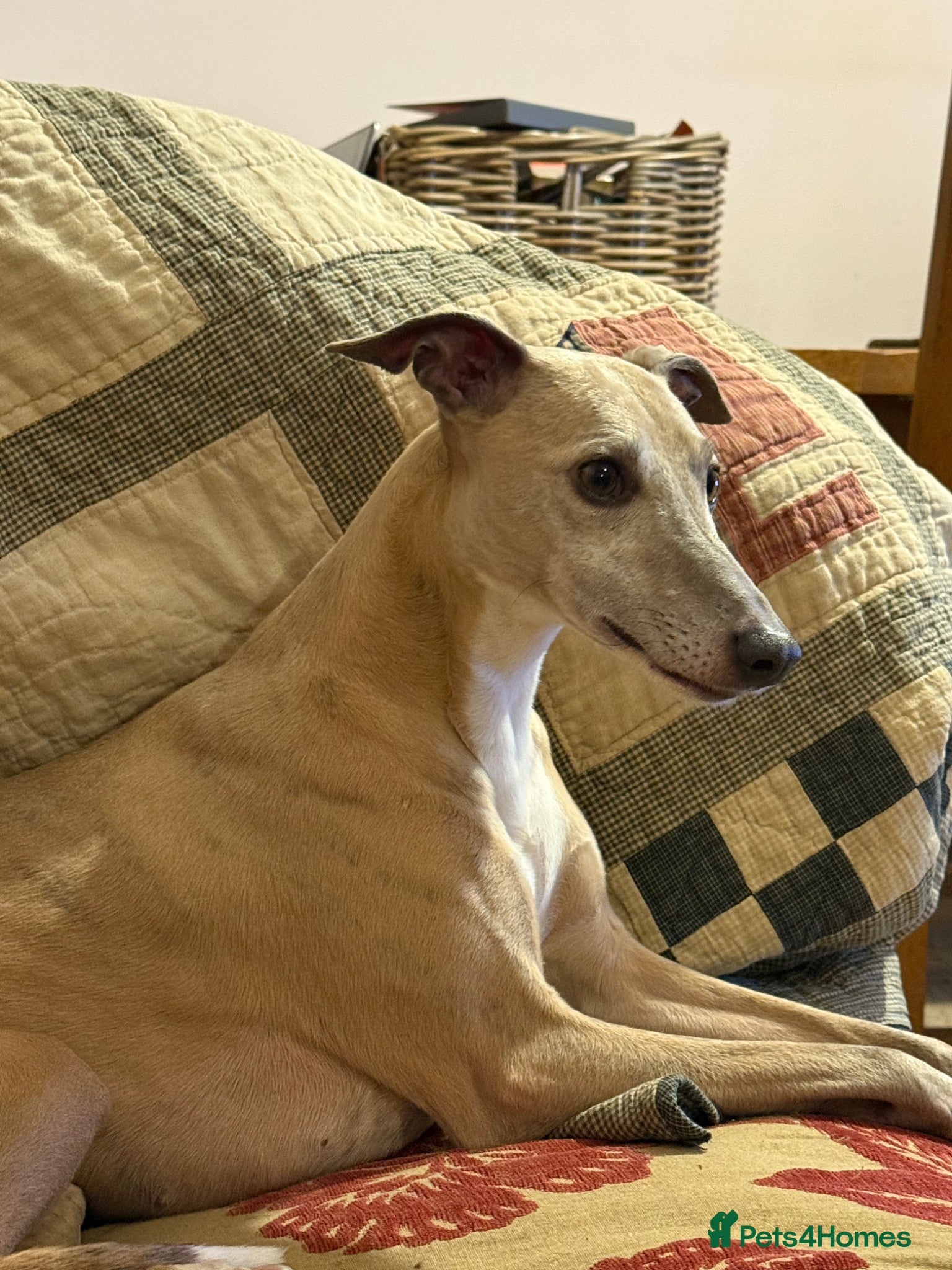 Whippet dogs Stunning KC registered whippet puppies  - Advert 1