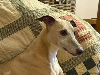 Whippet dogs Stunning KC registered whippet puppies - Advert 3