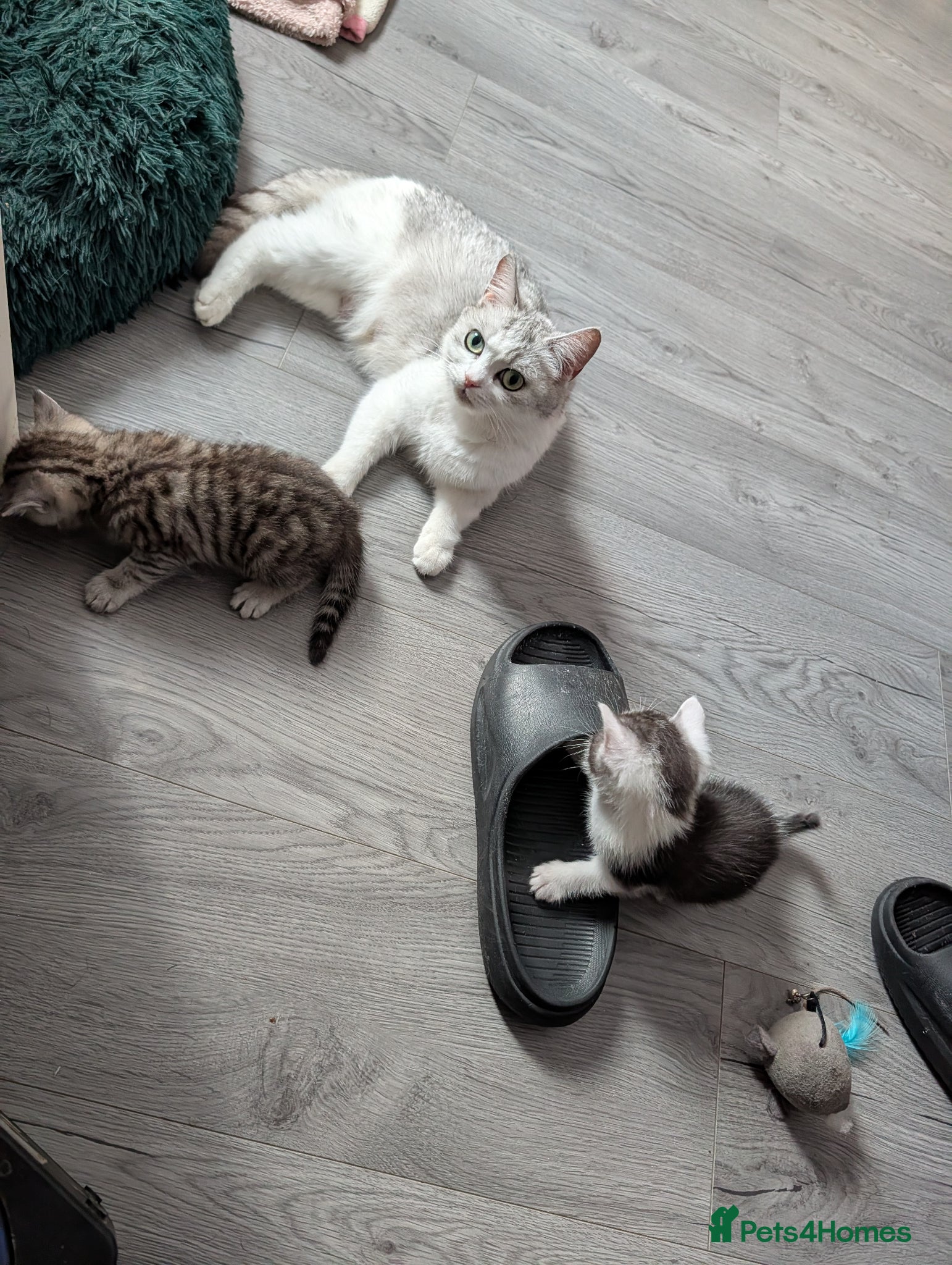 Mixed Breed cats Persian cross mix - Advert 1