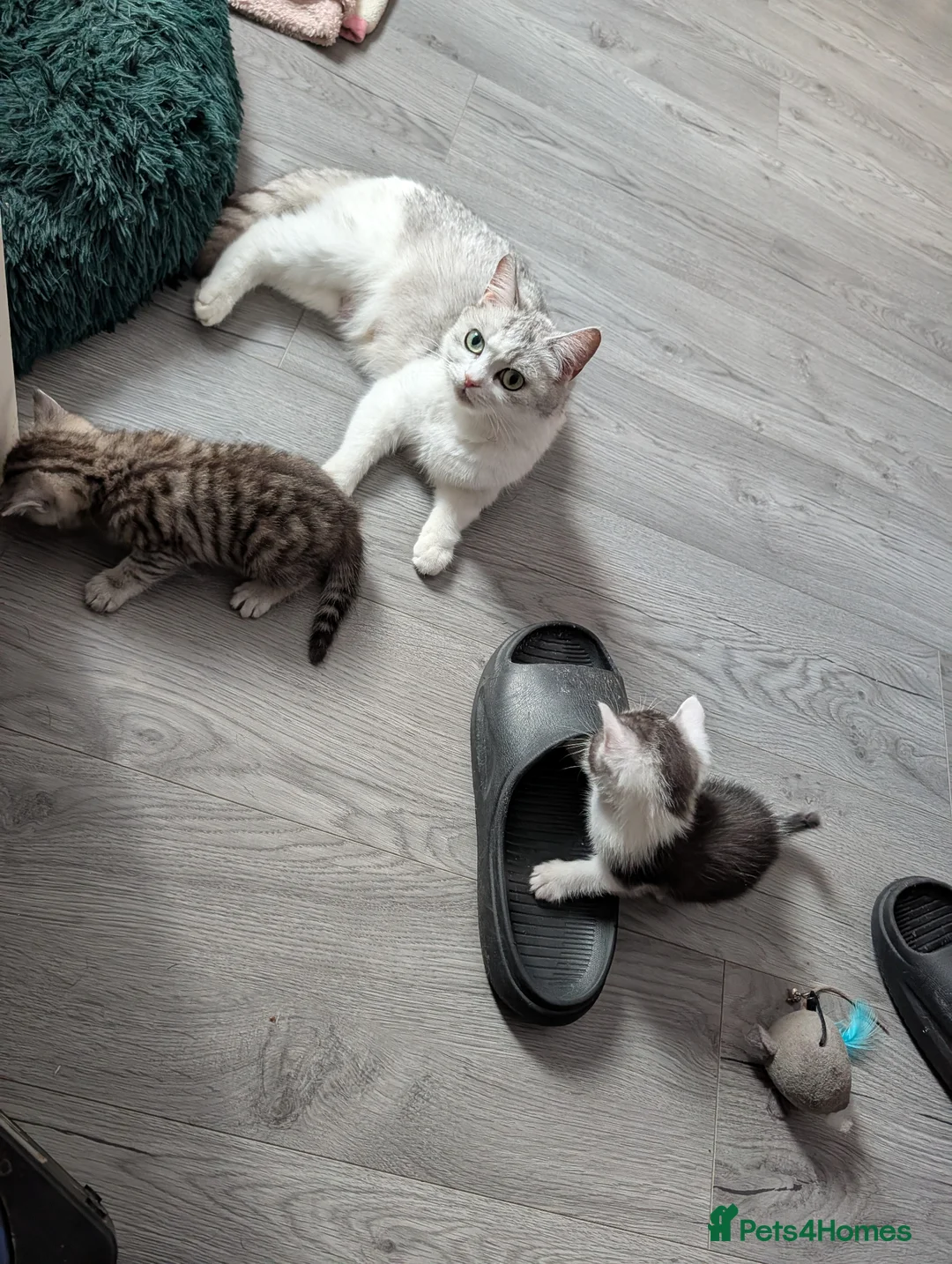 Mixed Breed cats for sale: Persian cross mix - Advert 1
