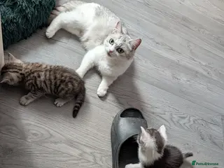 Mixed Breed cats Persian cross mix - Advert 1